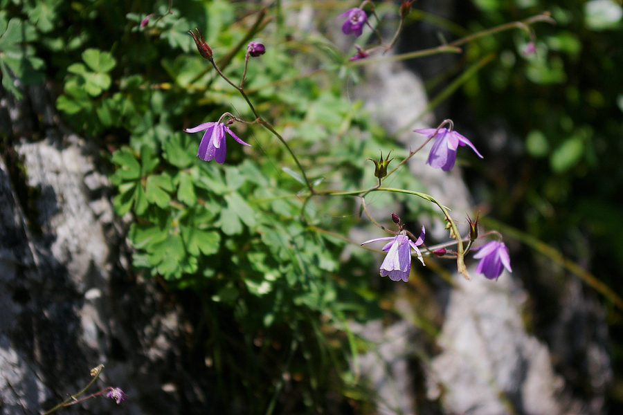 毛茛科:无距耧斗菜(Aquilegia ecalcarata).JPG