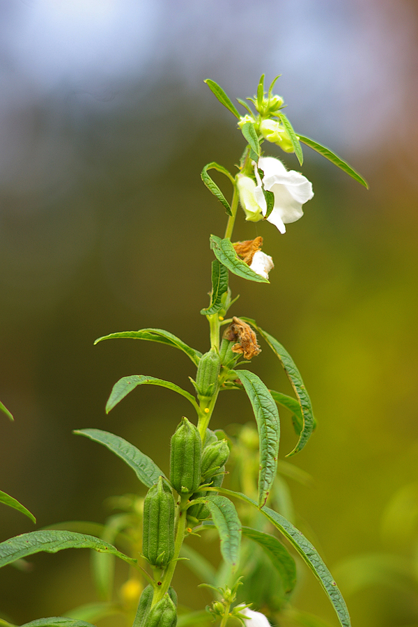 胡麻科：胡麻（Sesamum indicum）.JPG