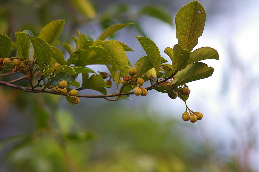 野茉莉科：芬芳安息香（Styrax odoratissimus）.JPG