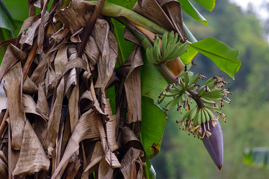芭蕉科：芭蕉（Musa basjoo）.JPG