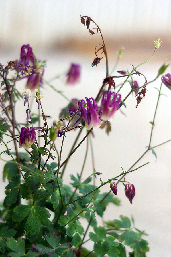 毛茛科:秦岭耧斗菜(Aquilegia incurvata).JPG