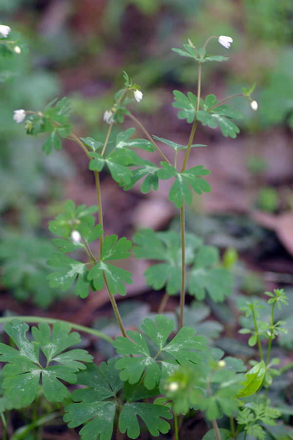 毛茛科:天葵(Semiaquilegia adoxoides)1.JPG