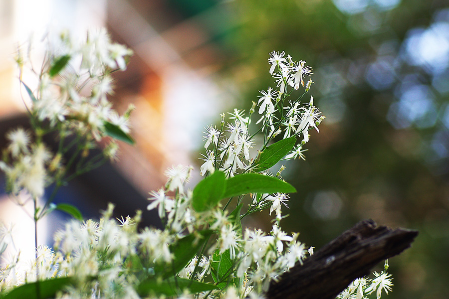 毛茛科:威灵仙(Clematis chinensis).JPG