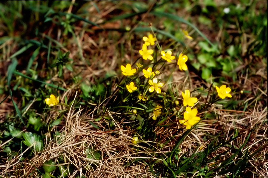 毛茛科:猫爪草(Ranunculus ternatus).JPG