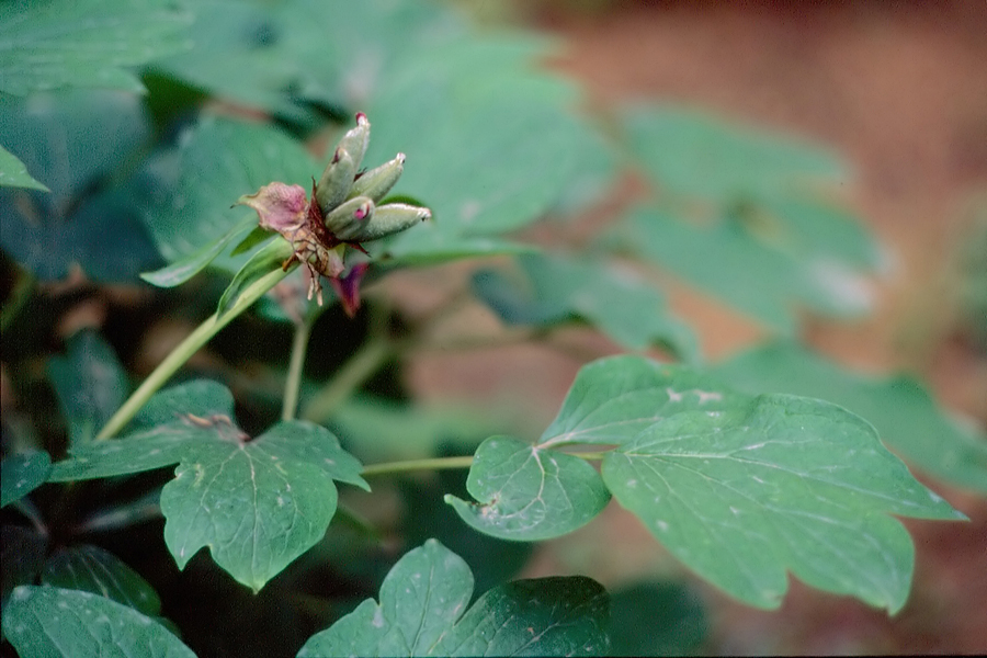 毛茛科:牡丹(Paeonia suffruticosa)2.JPG