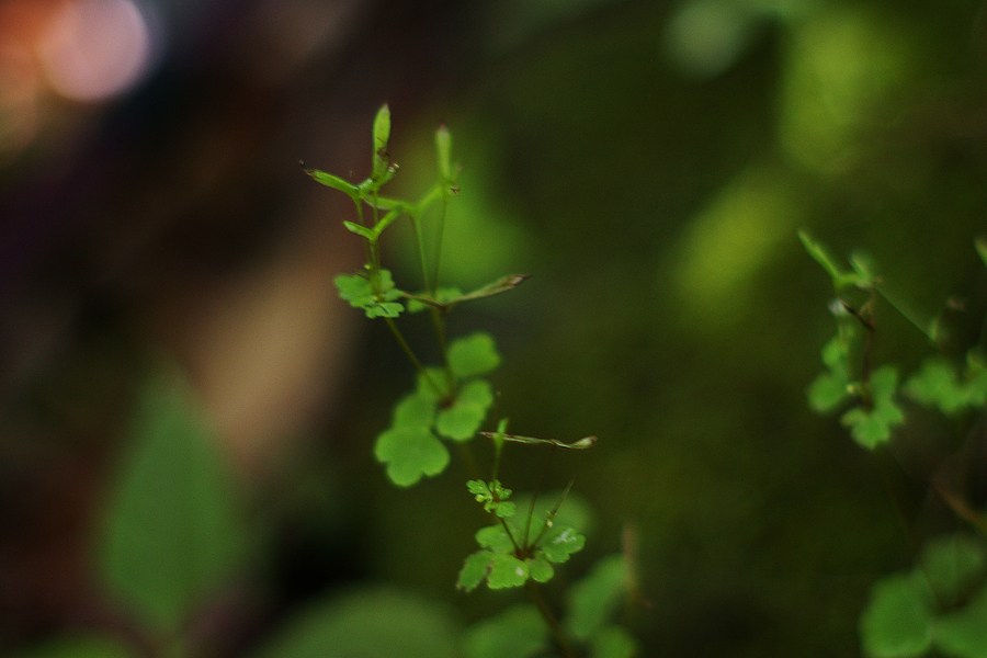 毛茛科:小花人字果(Dichocarpum franchetii).JPG