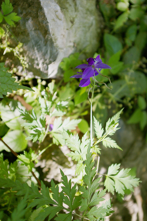 毛茛科:大花还亮草(Delphinium anthriscifolium).JPG