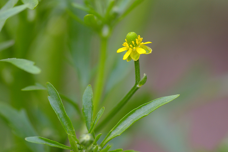 毛茛科:石龙芮(Ranunculus sceleratus)2.JPG
