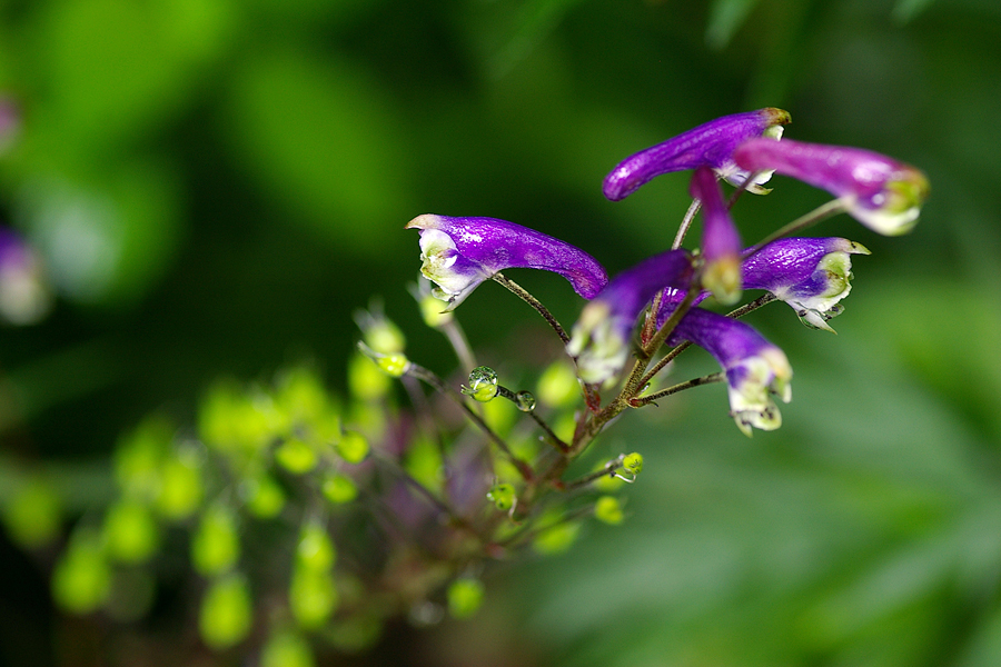 毛茛科:花葶乌头(Aconitum scaposum).JPG
