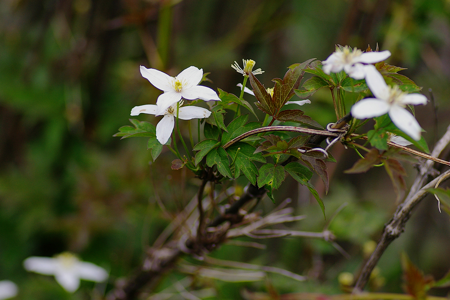 毛茛科:绣球藤(Clematis montana).JPG
