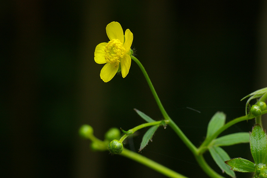 毛茛科:毛茛(Ranunculus japonicus).JPG