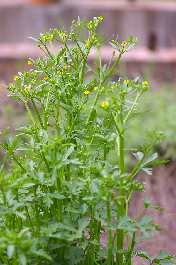 毛茛科:石龙芮(Ranunculus sceleratus)1.JPG