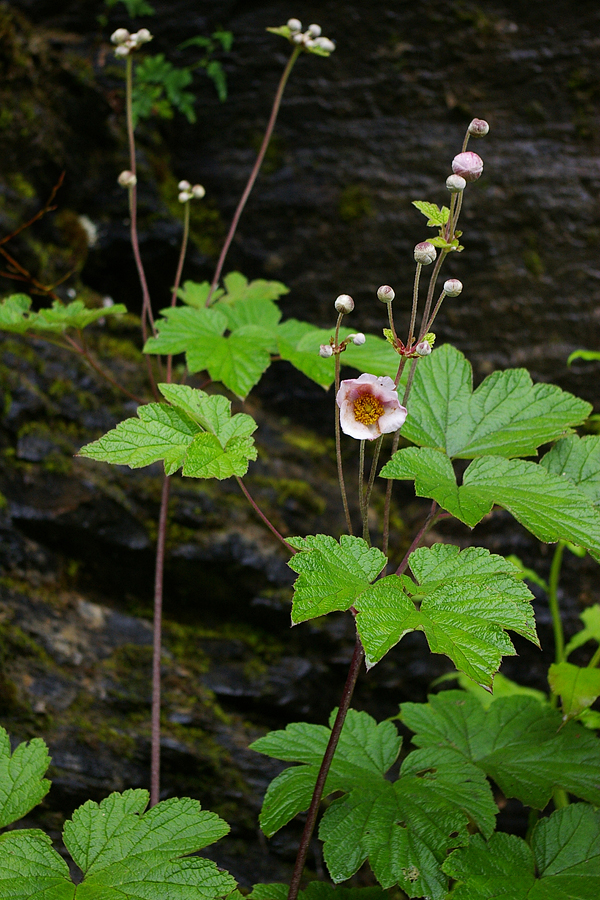 毛茛科:打破碗花花(Anemone hupehensis).JPG