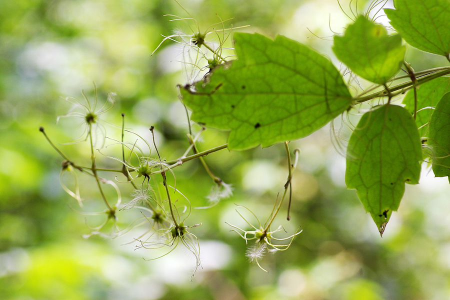 毛茛科:金佛铁线莲(Clematis gratopsis).JPG