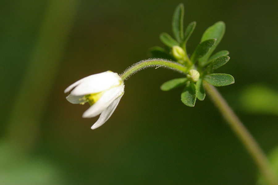 毛茛科:天葵(Semiaquilegia adoxoides)2.JPG